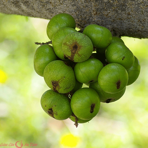 nguyen tac vang tap the duc giam can