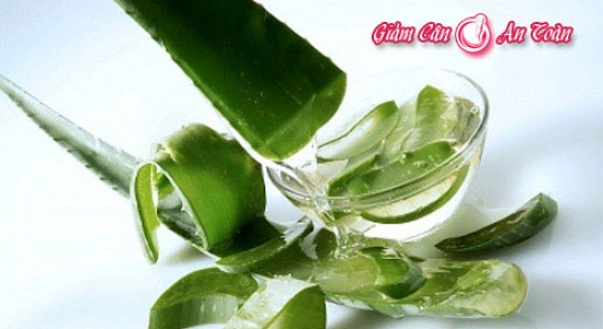 Làm đẹp với cây lô hội Làm đẹp với cây lô hội