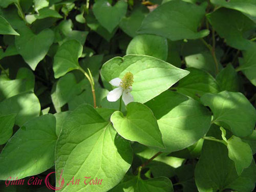 meo giam can tu rau diep ca